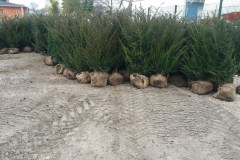 Hecken einpflanzen Werder an der Havel